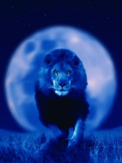 Animal Screensavers 0040